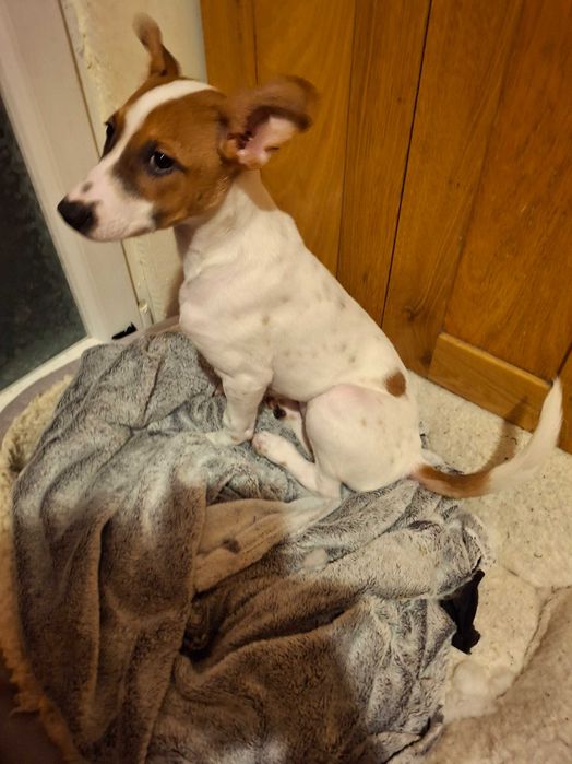 Подарявам кученце