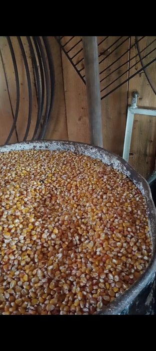 Vând graunțe moldovenești uscate