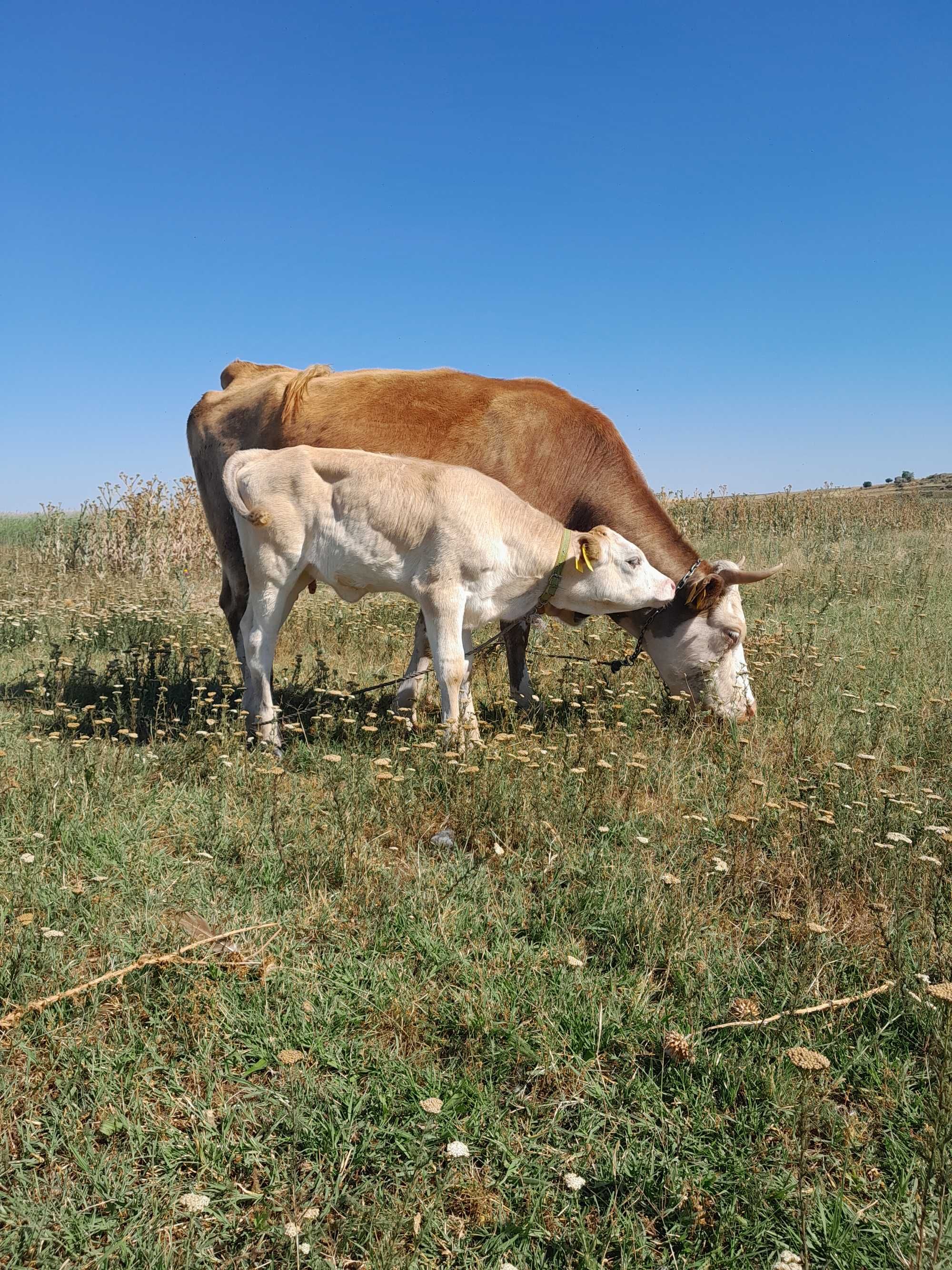 Vaca baltata romaneasca cu vitea.