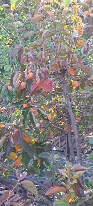 Райска ябълка Diospyros kaki