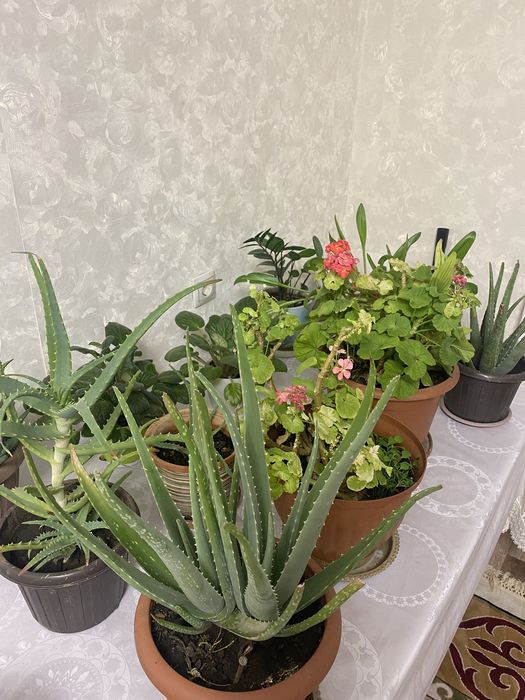 Комнатные растения