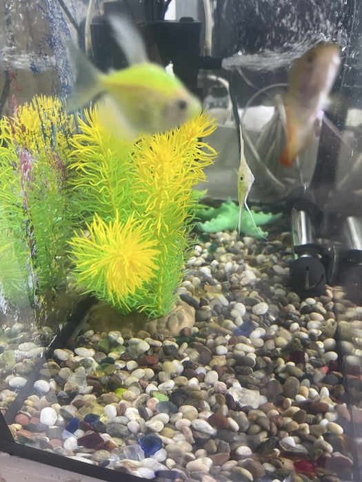 Аквариум с рыбками