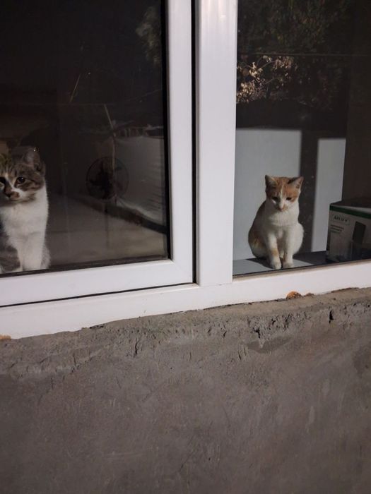 Котята хорошенькие ищут ручки