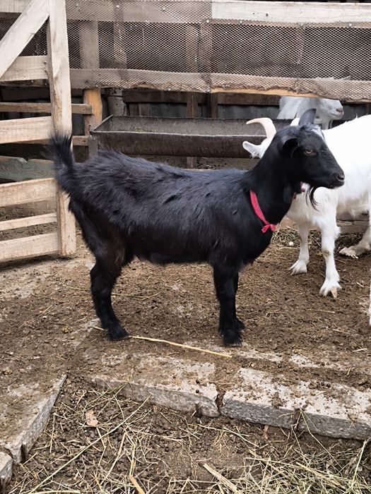 Ешкі сатылады Занен