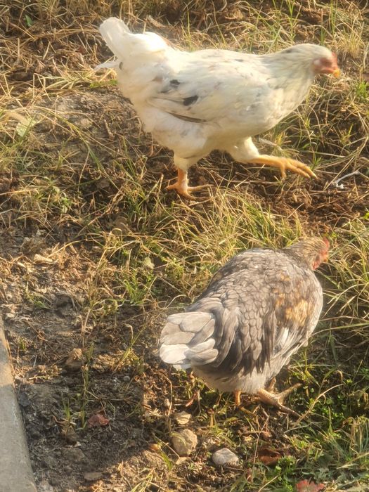 Еш жужалар сотилади