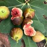 Smochin Broown Turkey ( Ficus Carica ) , ghiveci 2L, h 60 - 90cm