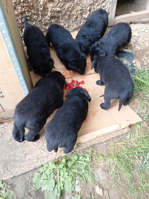 Щенки  дворняжки