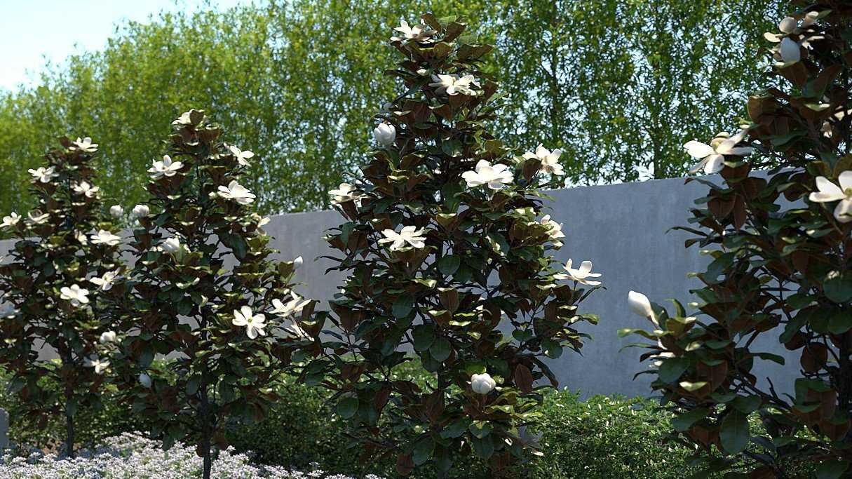 Magnolia Grandiflora – Frunză verde tot anul, flori parfumate