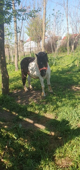 Poneii de vanzare