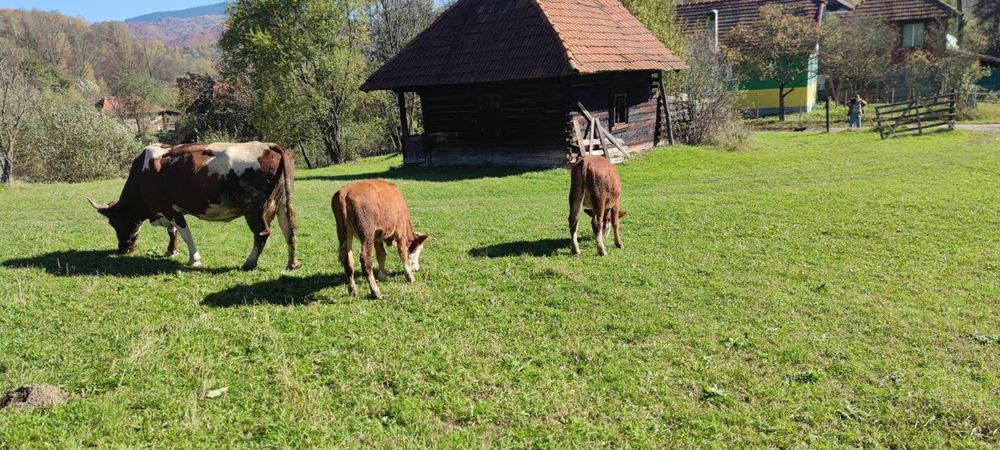 Vaci de vanzare si vitei