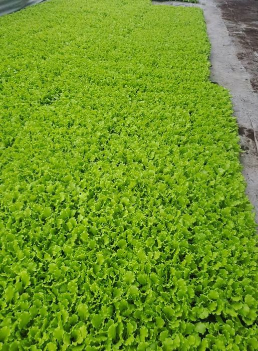 Разсад салата магданоз копър лук айсберг цвекло и др.