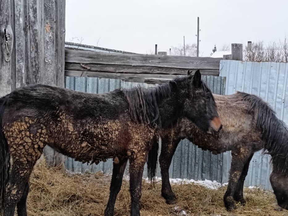 Продам согым готовый