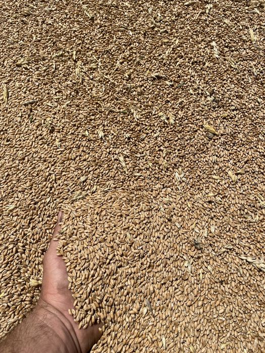 Vand Grau /Porumb  productie 2025