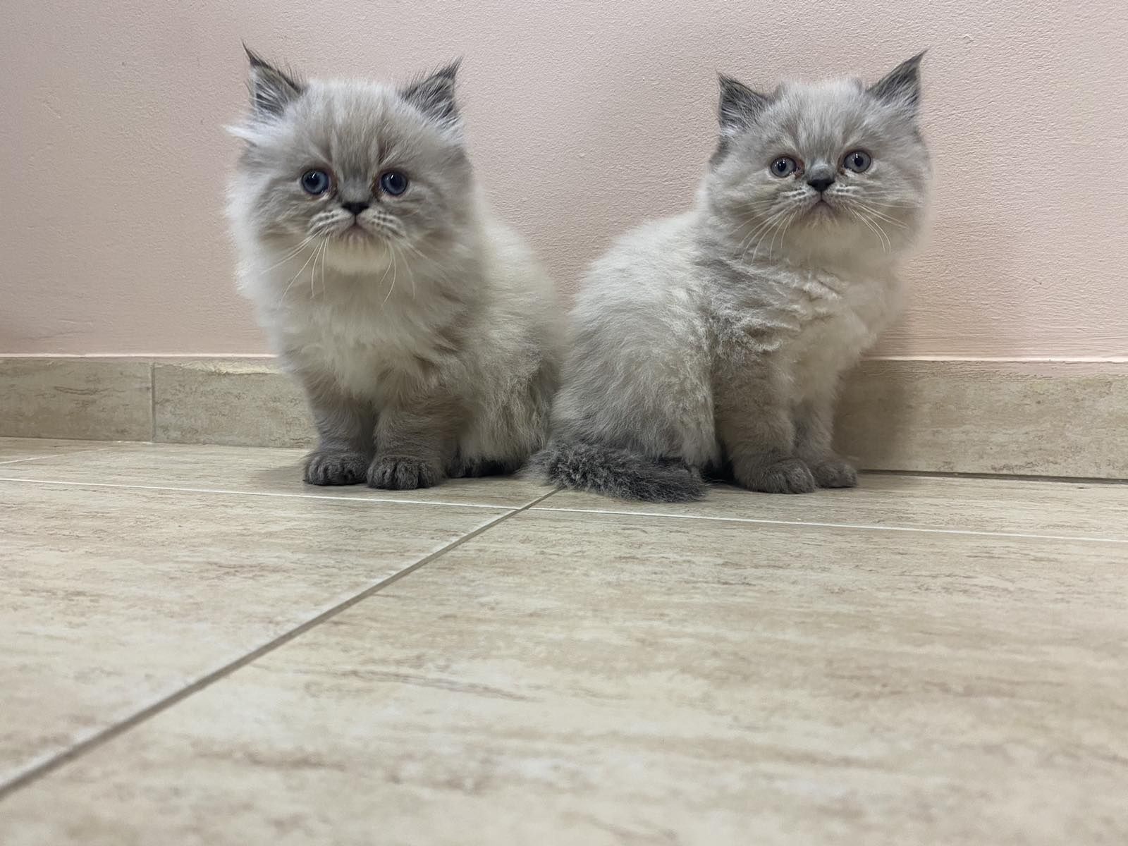 Малки сладки Персийски котенца  на 2месецаколорпойнт