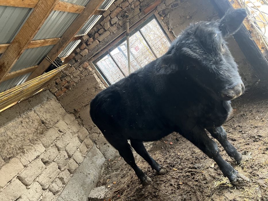 1сыйыр бука сатылады