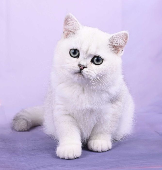 Pisicuță British Shorthair Silver Chinchilla  cu pedigree