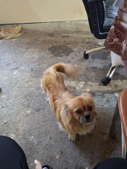 4 момичета и 1 момче Пекинези