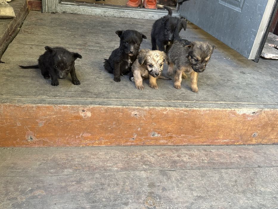 заберите меня в семью, гав!