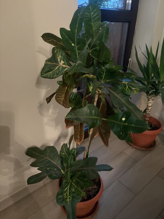 Кротон-много красив