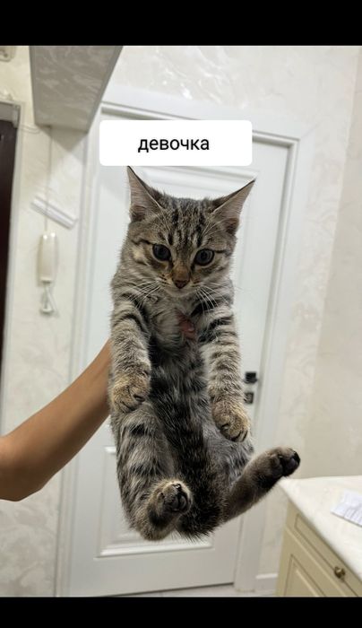 котята домашние  маленькие