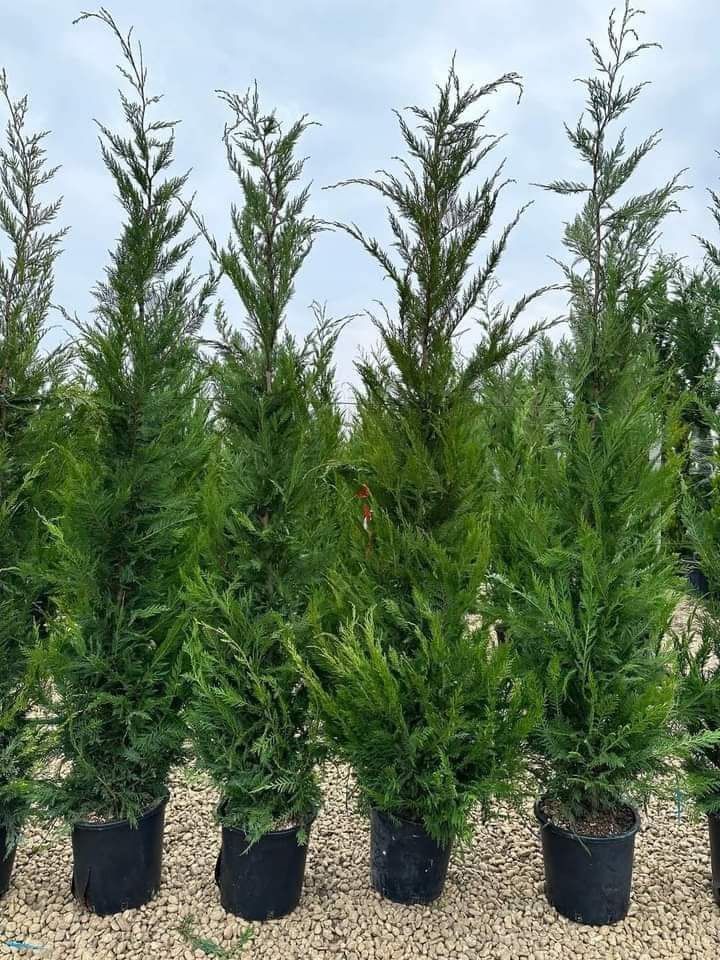 Vând chiparos leylandii diferite dimensiuni