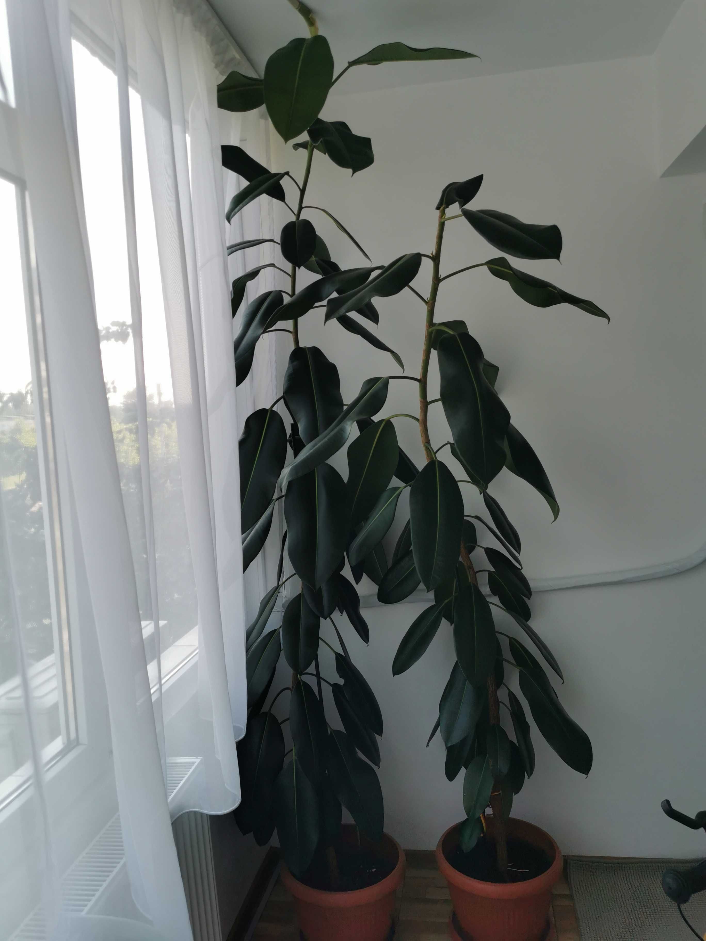 Plantă pentru apartament- Ficus