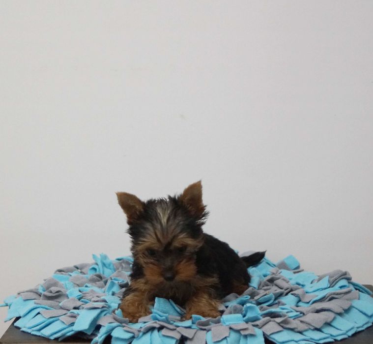 Yorkshire Terrier