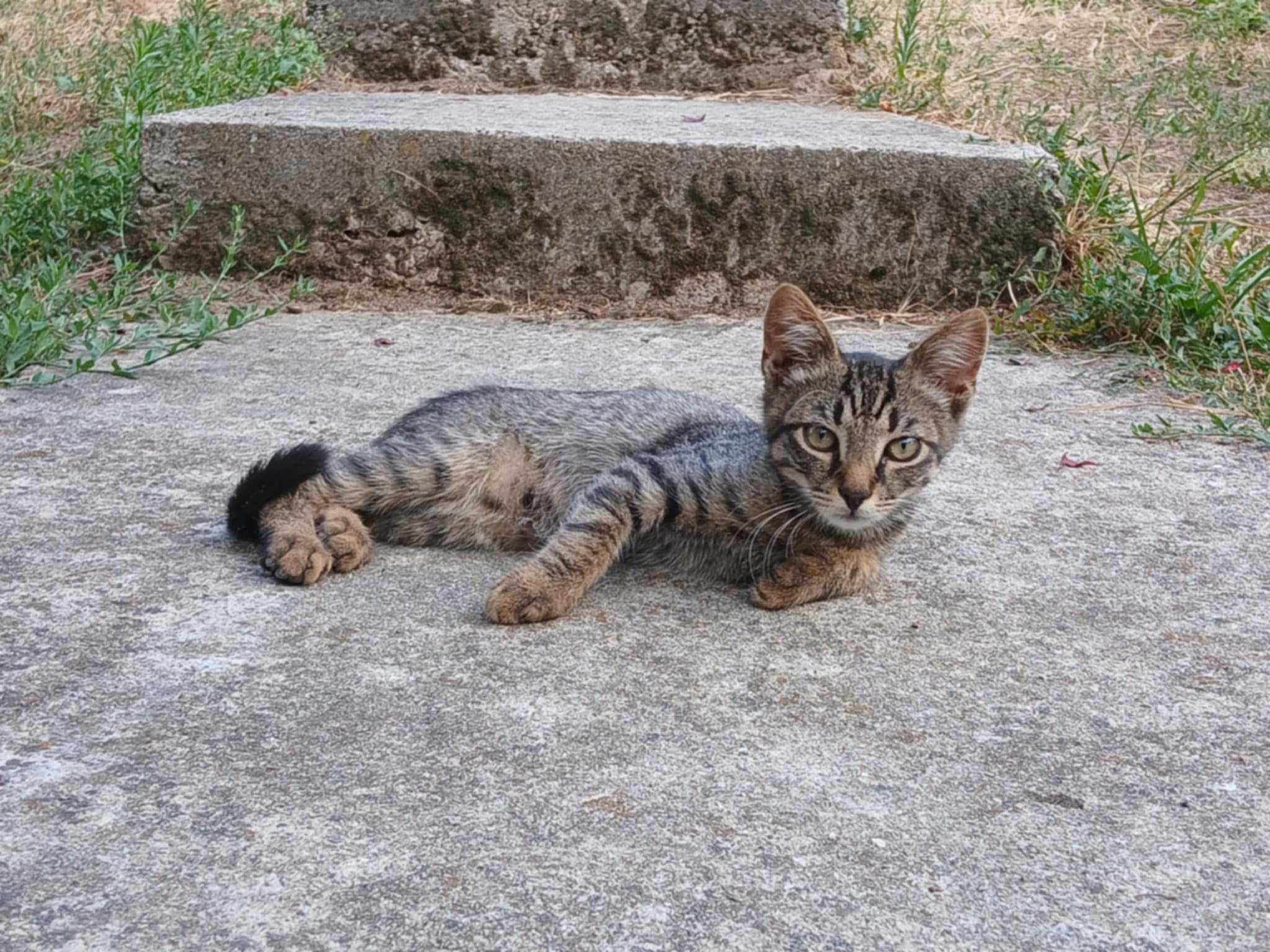 4 котета спешно търсят дом