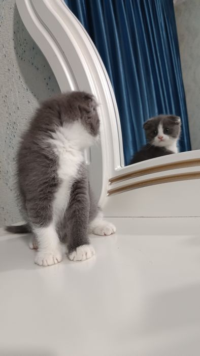 Продаётся котёнок скотиш фолд