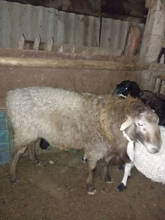 Қошқар үш жасар сатылады