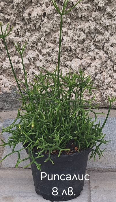 Предлагам стайни растения