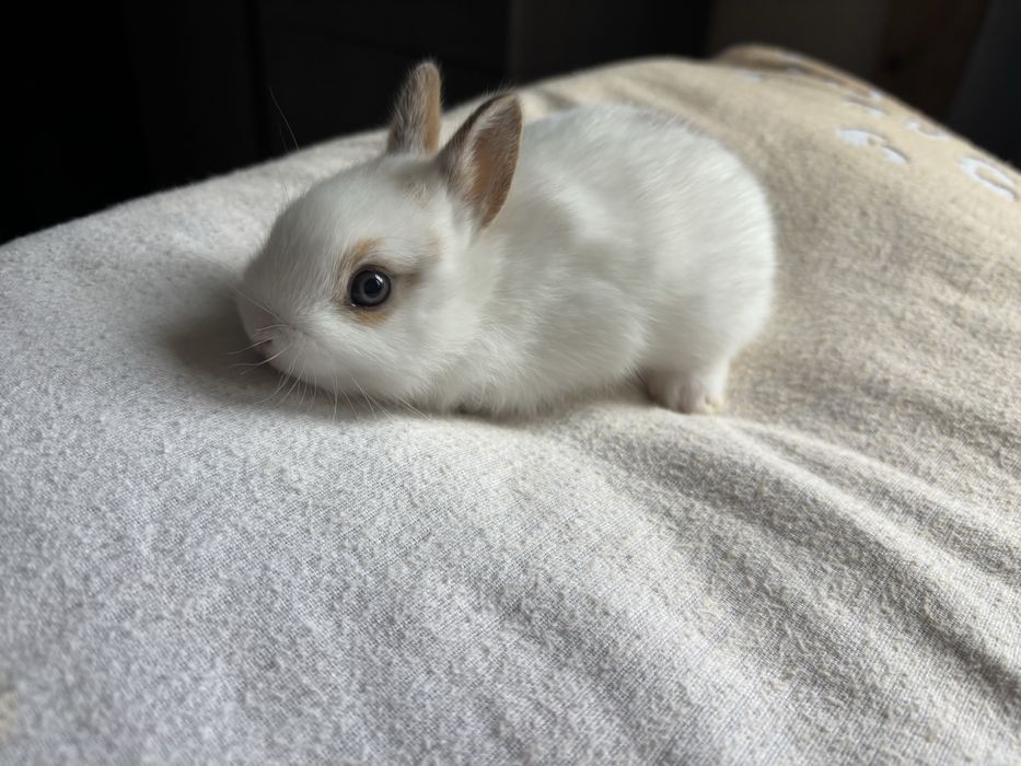 Холандско джудже