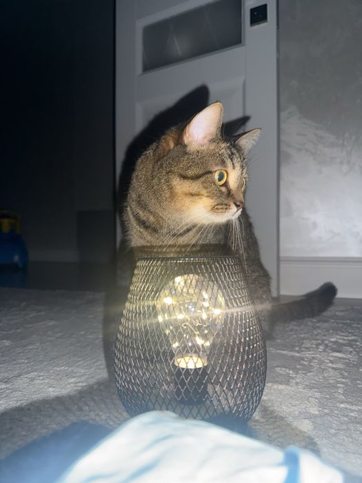 Ищет дом красивый кот Мурзик