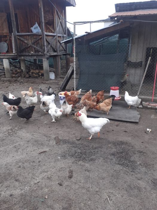 Găini.romanesti.de.casa.ft.outoare
