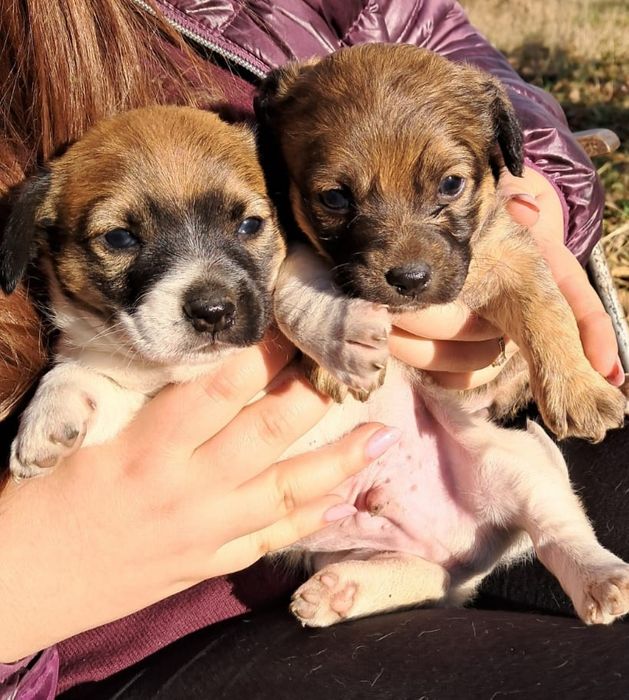 Donez caini talie medie