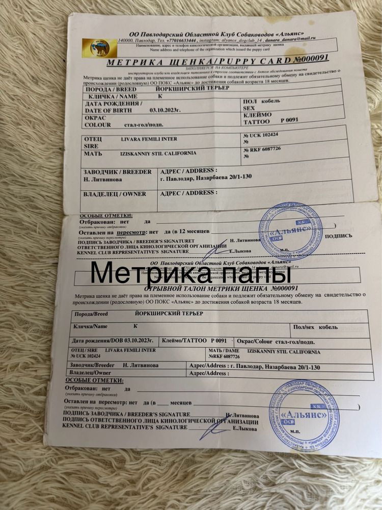 Йоркширский терьер