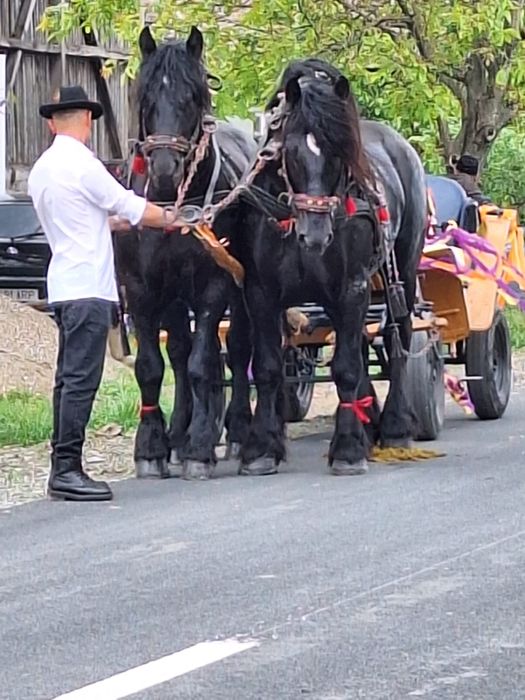 Armasari de vanzare .