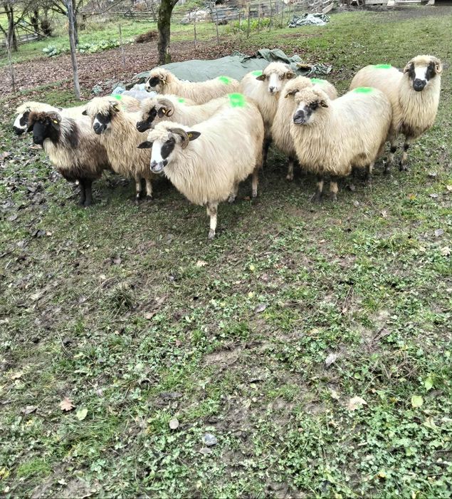 Oi de tinut  10 bucati si un berbece