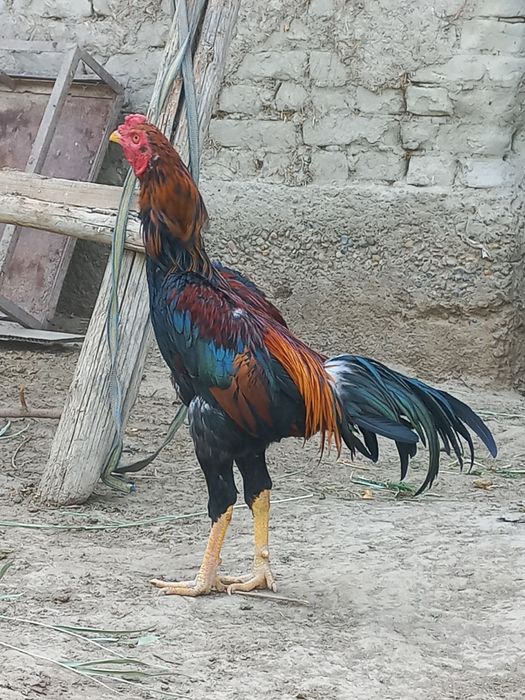 Срочно соғлом сотувда