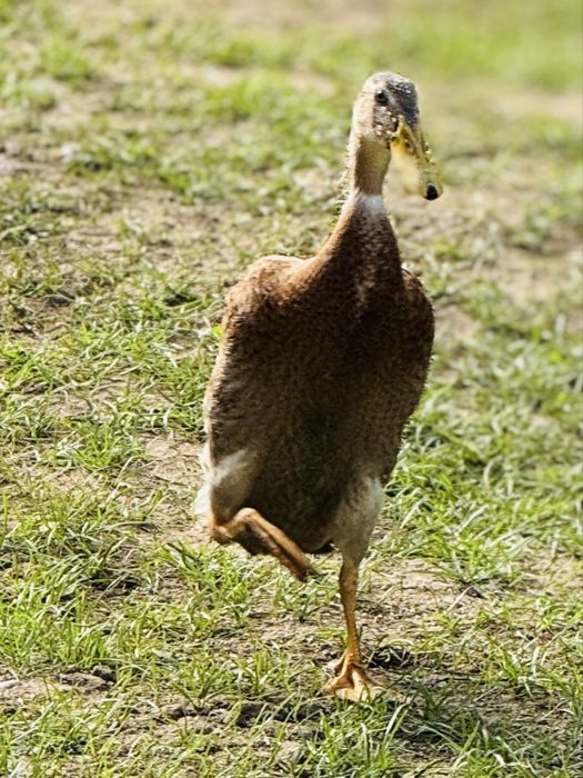 Vand  rate indiene alergatoare la reducere