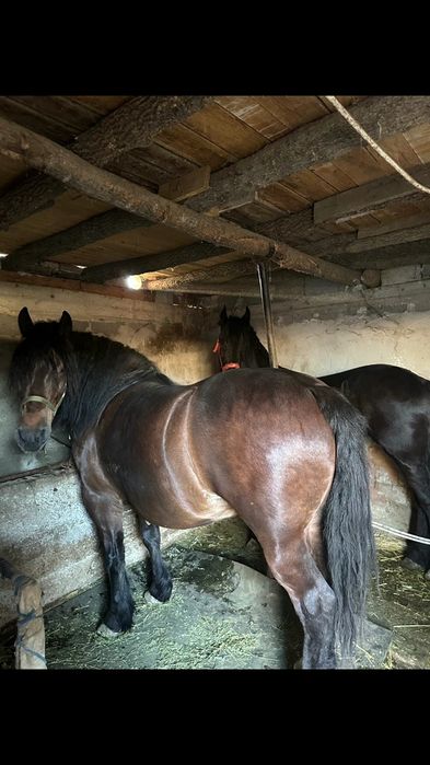 Iapa semigrea de vânzare