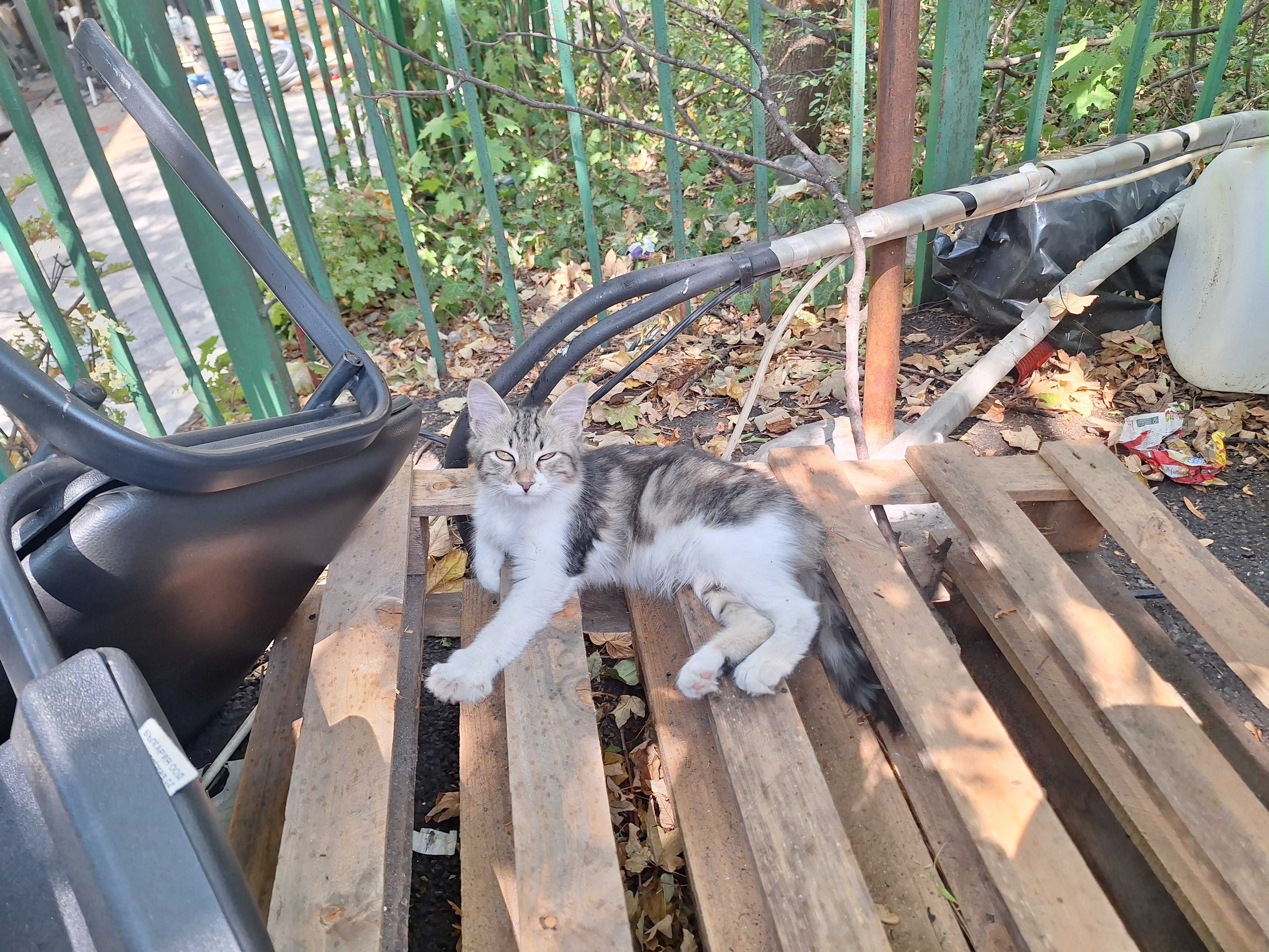 Подарявам котета