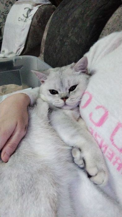 Sotiladi Shin shila silver zotti tozza