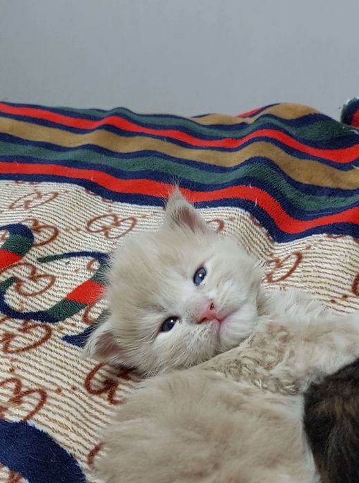 Милые комочки. Мейн-кун свободны.