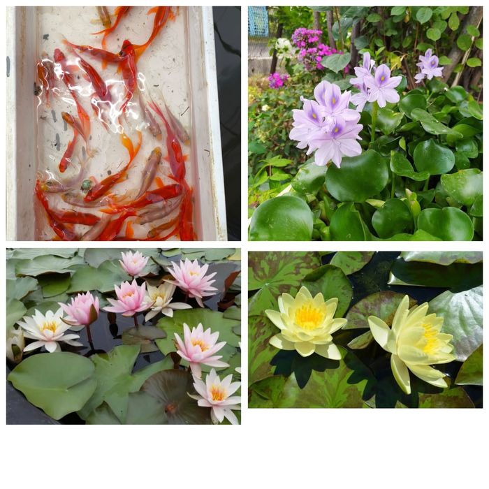 Нимфея кувшинка растения прудовые