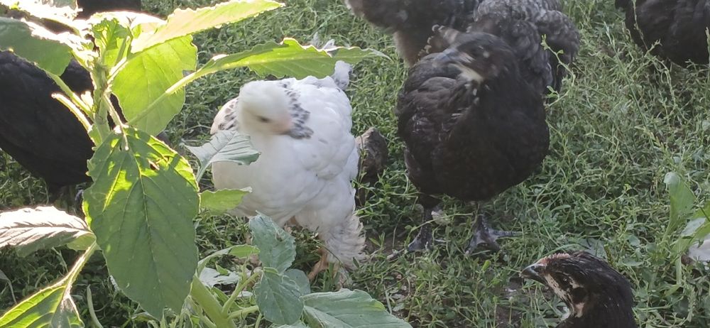 Puicute si cocosi mixt Australorp si alte rase de casai
