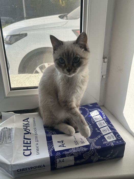 Котенок даром бесплатно