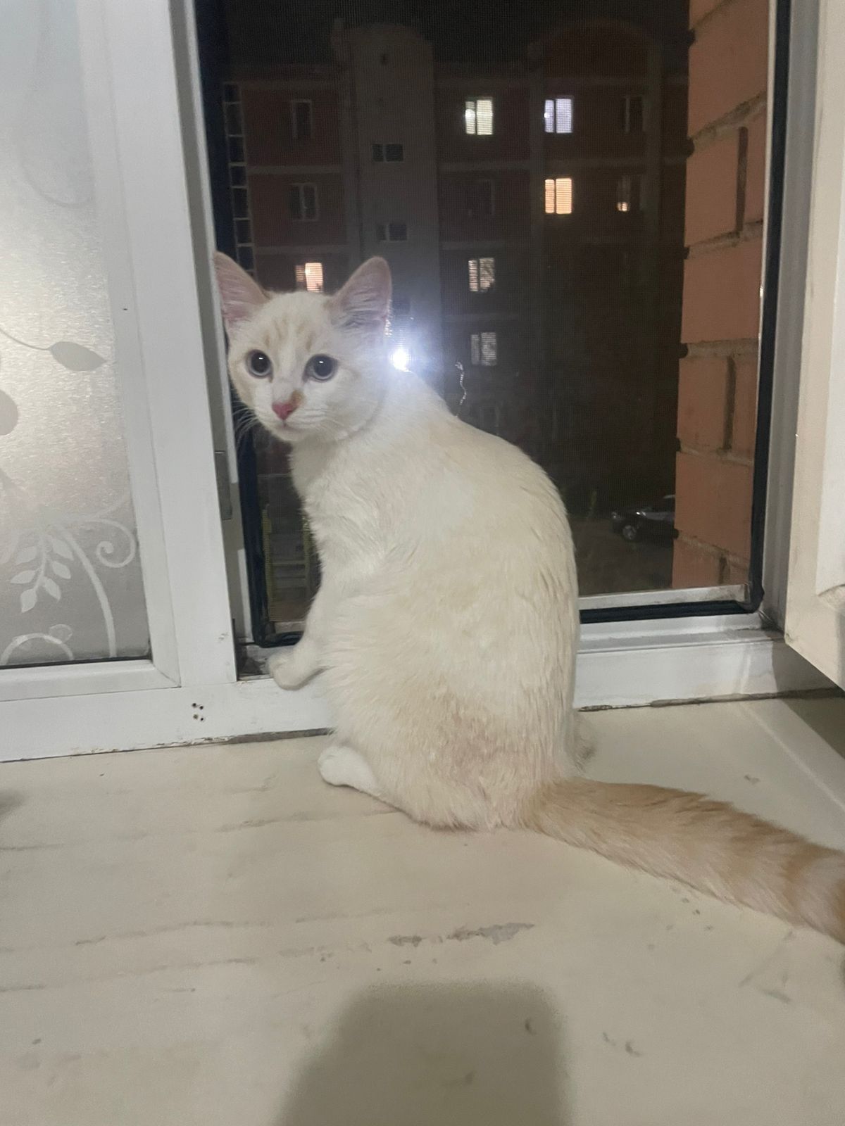 Отдам котёнка в хорошие руки