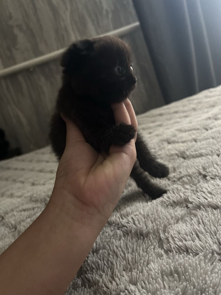 Продам котенка девочку 1 месяц