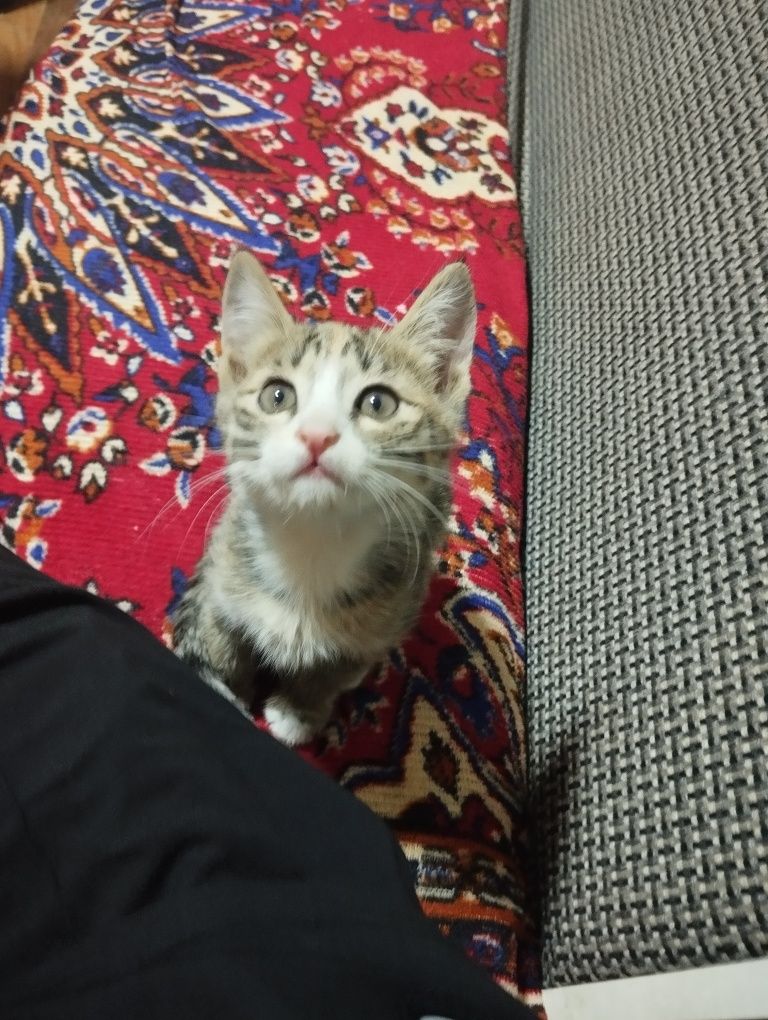 2 котята отдам даром